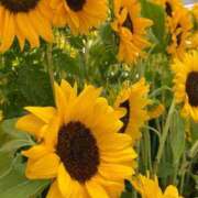 ヒメ日記 2025/07/27 06:52 投稿 れお【アナル舐めの伝道師】 ポニーテール和歌山店