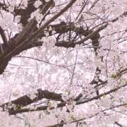 ヒメ日記 2025/04/08 11:48 投稿 ゆらぎ 吉祥寺人妻研究会