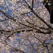 ヒメ日記 2026/04/08 12:40 投稿 ゆらぎ 吉祥寺人妻研究会