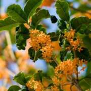 ヒメ日記 2025/10/16 11:33 投稿 ゆらぎ 吉祥寺熟女の秘密基地