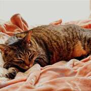 ゆらぎ おやすみのお知らせ 吉祥寺熟女の秘密基地