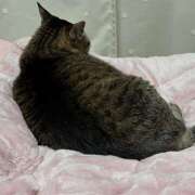 ゆらぎ ごめんなさい(｡>_<｡) 吉祥寺熟女の秘密基地