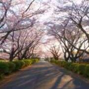 ちづる 桜のトンネル🌸 モアグループ神栖人妻花壇
