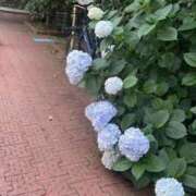 ヒメ日記 2025/06/17 19:52 投稿 みさと カワサキEROTIC（ソープランド）