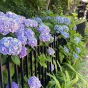 ヒメ日記 2025/11/12 16:27 投稿 みさと カワサキEROTIC（ソープランド）