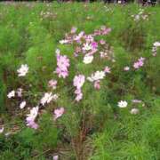 ヒメ日記 2025/03/17 21:37 投稿 小暮あきの 全裸にされた女たちor欲しがり痴漢電車