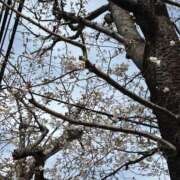 ヒメ日記 2025/03/30 09:13 投稿 小暮あきの 全裸にされた女たちor欲しがり痴漢電車