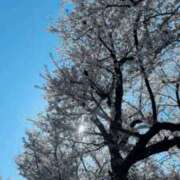 ヒメ日記 2025/04/09 08:41 投稿 小暮あきの 全裸にされた女たちor欲しがり痴漢電車