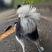 ヒメ日記 2025/09/10 16:44 投稿 小暮あきの 全裸にされた女たちor欲しがり痴漢電車