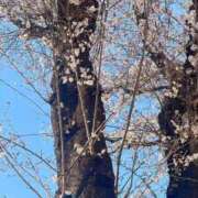 ヒメ日記 2025/04/08 13:27 投稿 亜紀 モアグループ所沢人妻城