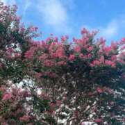 ヒメ日記 2025/08/17 11:03 投稿 亜紀 モアグループ所沢人妻城