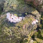 ヒメ日記 2026/03/29 22:06 投稿 亜紀 モアグループ所沢人妻城