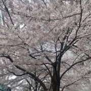 ヒメ日記 2026/03/31 20:21 投稿 亜紀 モアグループ所沢人妻城