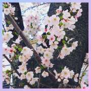 ヒメ日記 2025/04/03 10:00 投稿 丹波ハヅキ セレブクィーン