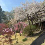 ヒメ日記 2025/04/25 09:28 投稿 槇田(まきた) 熟女出逢い会『百合の園』目黒店