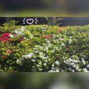 ヒメ日記 2025/05/06 07:48 投稿 槇田(まきた) 熟女出逢い会『百合の園』目黒店