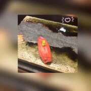 槇田(まきた) 写真のとおり… 熟女出逢い会『百合の園』目黒店