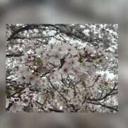 ヒメ日記 2026/03/17 13:28 投稿 槇田(まきた) 熟女出逢い会『百合の園』目黒店