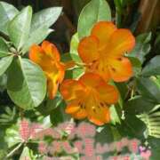 ヒメ日記 2024/12/26 13:30 投稿 北野 ミサ こあくまな熟女たち 鶯谷・日暮里店(KOAKUMAグループ)