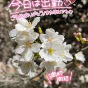 ヒメ日記 2025/03/27 08:00 投稿 北野 ミサ こあくまな熟女たち 鶯谷・日暮里店(KOAKUMAグループ)