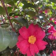 ヒメ日記 2025/02/16 19:19 投稿 北野 ミサ こあくまな熟女たち 上野・御徒町店 (KOAKUMAグループ)