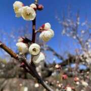ヒメ日記 2025/02/27 08:20 投稿 北野 ミサ こあくまな熟女たち 上野・御徒町店 (KOAKUMAグループ)