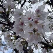 ヒメ日記 2026/04/07 07:58 投稿 北野 ミサ こあくまな熟女たち 上野・御徒町店 (KOAKUMAグループ)