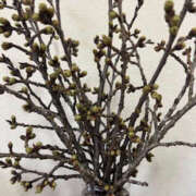 ヒメ日記 2025/03/25 16:12 投稿 えりか 奥鉄オクテツ和歌山