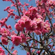 ヒメ日記 2026/03/06 08:47 投稿 えりか 奥鉄オクテツ和歌山