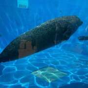 ヒメ日記 2026/03/24 18:00 投稿 にいな 世界のあんぷり亭 町田店