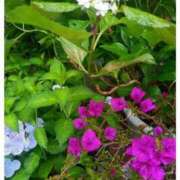 ヒメ日記 2025/06/03 14:42 投稿 きよか 熟女の風俗最終章 蒲田店