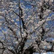 ヒメ日記 2025/04/01 21:40 投稿 ももこ 即トク奥さん