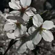 ヒメ日記 2025/04/07 22:30 投稿 ももこ 即トク奥さん