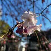 ヒメ日記 2025/04/11 22:40 投稿 ももこ 即トク奥さん