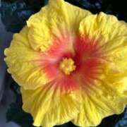 ヒメ日記 2025/04/25 08:27 投稿 ももこ 即トク奥さん