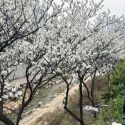 ヒメ日記 2026/03/29 20:02 投稿 みい club Ego