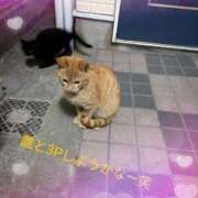 ちょこみんと ฅ( ̳• ·̫ • ̳ฅ)にゃ♡ サンキュー福岡店