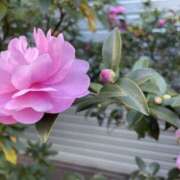 ヒメ日記 2024/12/09 15:30 投稿 あやか 錦糸町人妻セレブリティ（ユメオト）