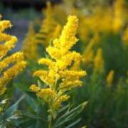 ヒメ日記 2025/10/19 17:35 投稿 水口 鶯谷人妻城