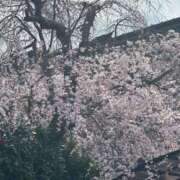 ヒメ日記 2025/03/27 14:15 投稿 あかね 横浜おかあさん