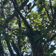 ヒメ日記 2025/06/21 13:45 投稿 あかね 横浜おかあさん