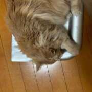 ヒメ日記 2025/07/03 20:45 投稿 あかね 横浜おかあさん