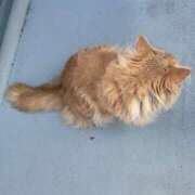 ヒメ日記 2025/07/31 06:57 投稿 あかね 横浜おかあさん