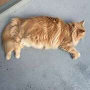 ヒメ日記 2025/08/17 07:55 投稿 あかね 横浜おかあさん