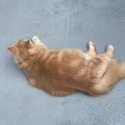 ヒメ日記 2025/09/23 08:07 投稿 あかね 横浜おかあさん