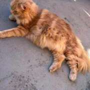 ヒメ日記 2025/12/30 13:01 投稿 あかね 横浜おかあさん