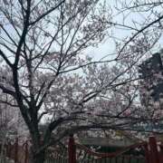 ヒメ日記 2026/03/27 12:35 投稿 あかね 横浜おかあさん