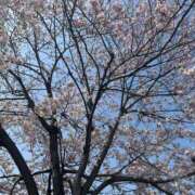 ヒメ日記 2026/03/29 18:36 投稿 あかね 横浜おかあさん