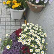 ヒメ日記 2026/04/15 08:15 投稿 あかね 横浜おかあさん