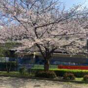 ヒメ日記 2026/04/13 12:01 投稿 しょうこ 錦糸町人妻セレブリティ（ユメオト）